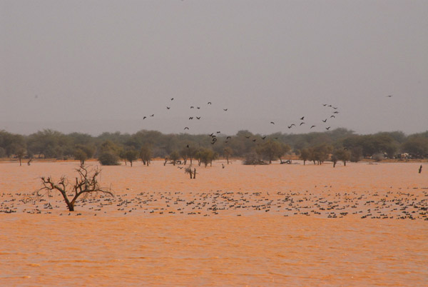 Flocks of birds taking advantage of the seasonal lake, Eastern Mali