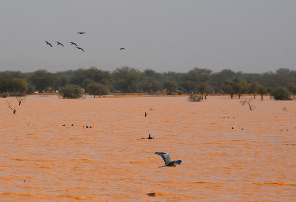 Flocks of birds taking advantage of the seasonal lake, Eastern Mali