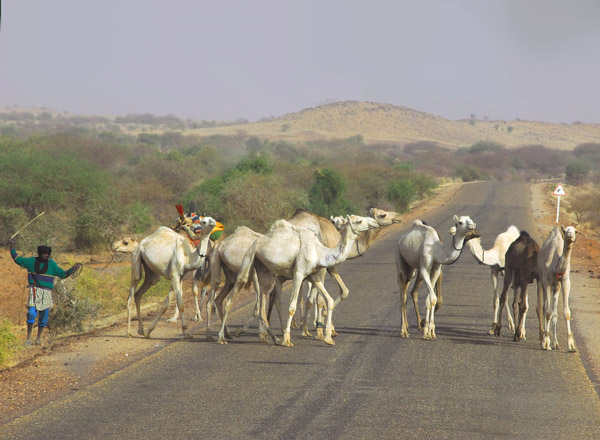 Camels crossing the Gao Highway