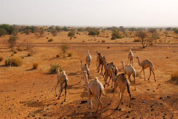 Camels in Eastern Mali