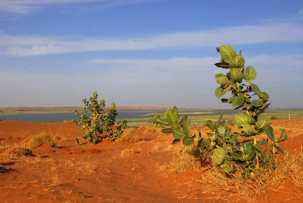 Desert vegetation between Gao and Ansongo, Mali