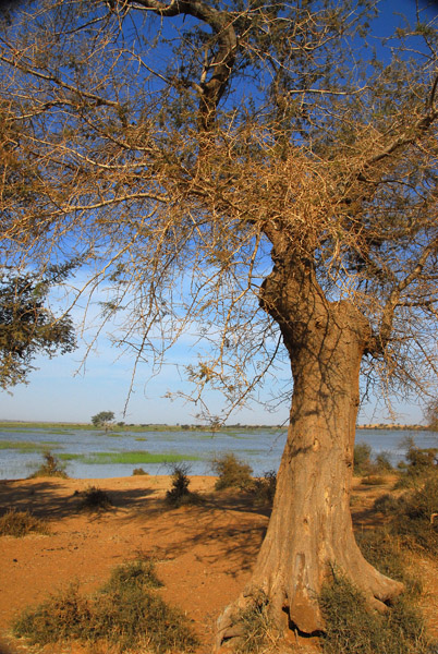 Tree near the Niger River, Mali