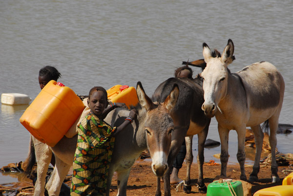 Loading donkeys to carry jugs of water