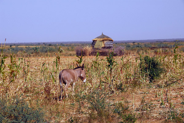 Field near the Mali-Niger border