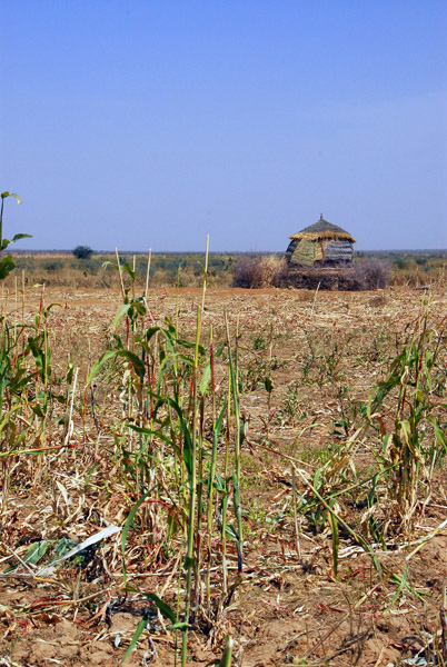 Millet field, Mali