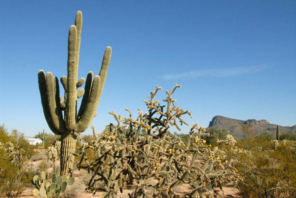Sonoran Desert, Pictures Rocks (Tucson) Arizona