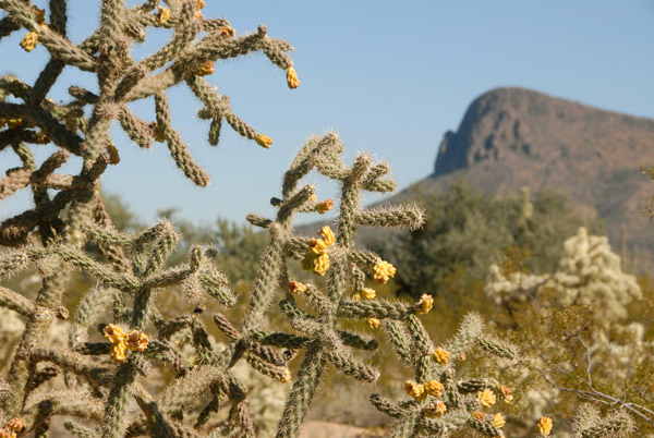 Sonoran Desert, Pictures Rocks (Tucson) Arizona