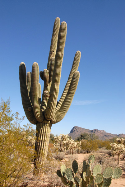 Saguaro cactus, Tucson