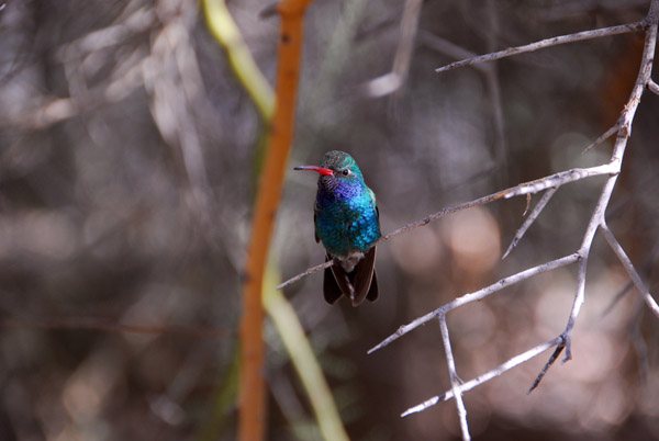 Hummingbird, Arizona-Sonora Desert Museum