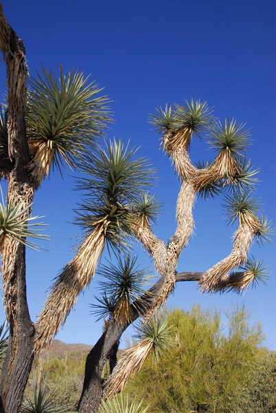 Joshua Tree, Arizona-Sonora Desert Museum