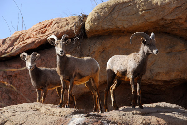Desert bighorn sheep, Arizona-Sonora Desert Museum