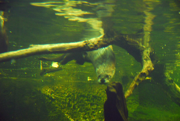 Otter, Arizona-Sonora Desert Museum