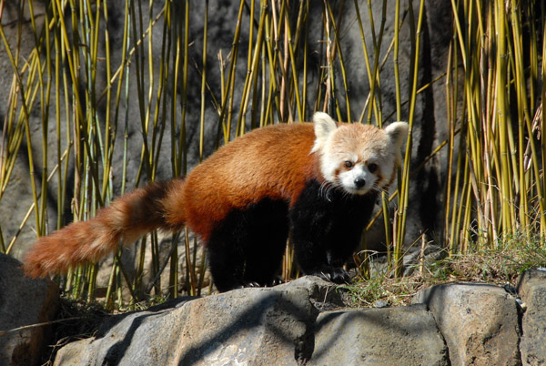 Red Panda, National Zoo, Washington DC