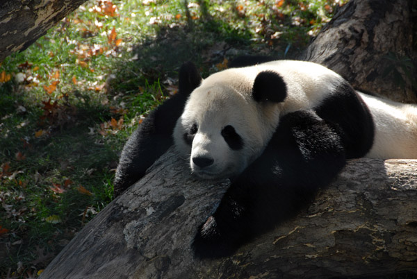 Giant Panda, National Zoo, Washington DC