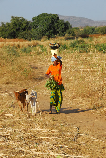 Walking two calves, Mali