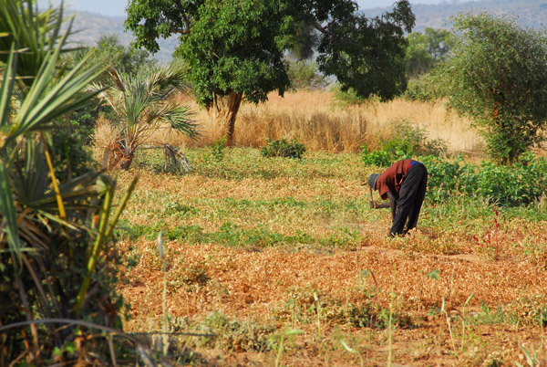 Farmer tending peanuts, Western Mali