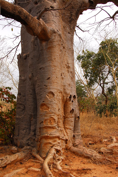 Baobab at our noontime picnic site