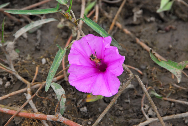 Pretty flower near the pond (I'm not a botanist...)