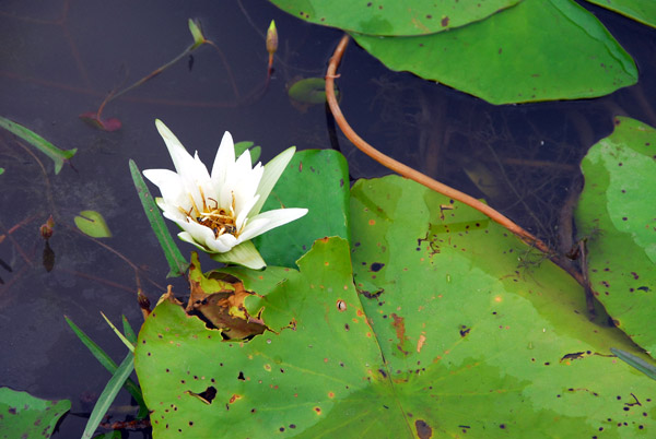 Lily pad and flower, Mali