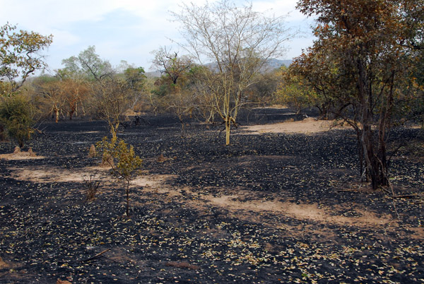 Site of a recent bush fire