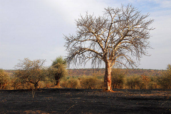 Another freshly burned area, near Sélinkégni, Mali