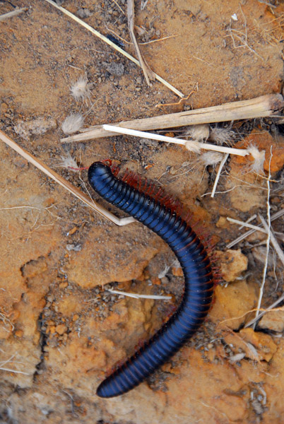 Millipede, Mali