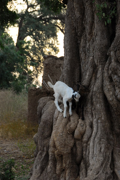 A tree climbing baby goat