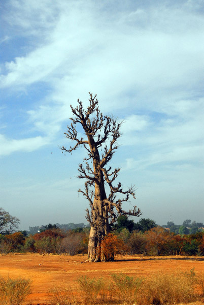 Baobab, Western Mali