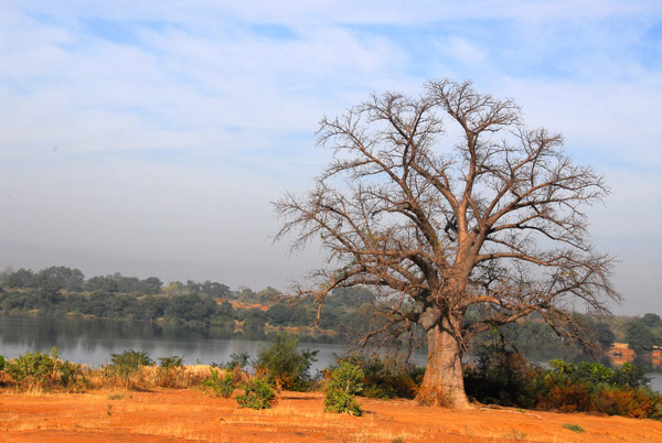 Baobab and the Bafing River, Mali