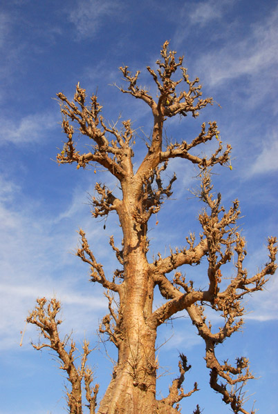 Baobab and blue sky, Mali