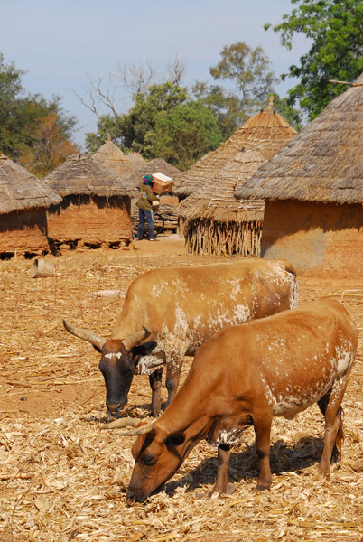Cattle grazing in Dilia, Mali
