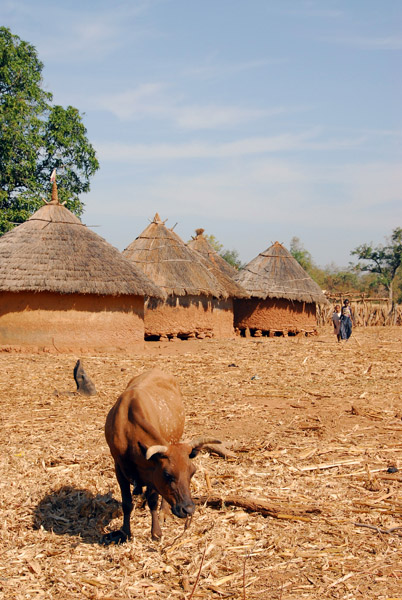 Cow, Dilia, Mali