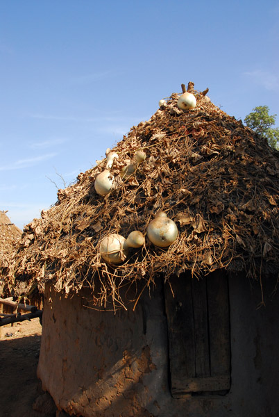 Growing gourds on the roof of a hut