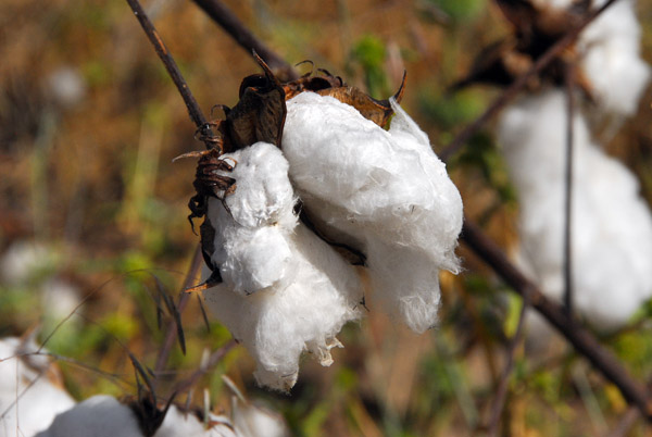 The area between Manatali and Tambaga is cotton country