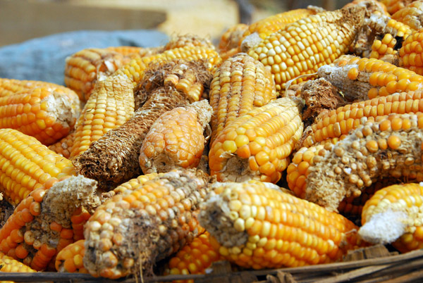 Basket of corn, Mali
