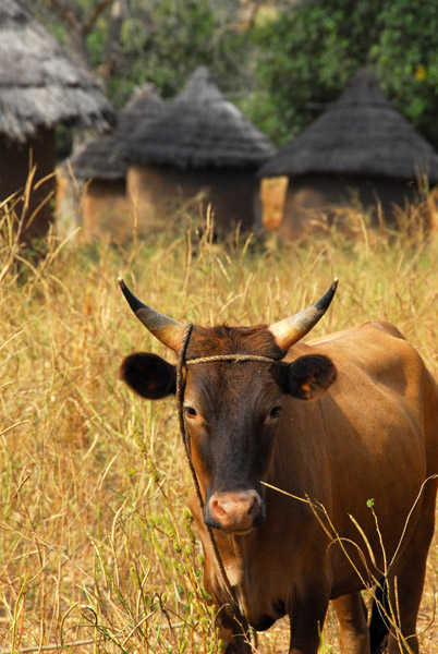 Cow checking us out