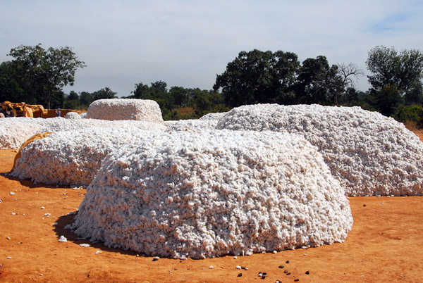 The harvested cotton awaiting transport, Mali