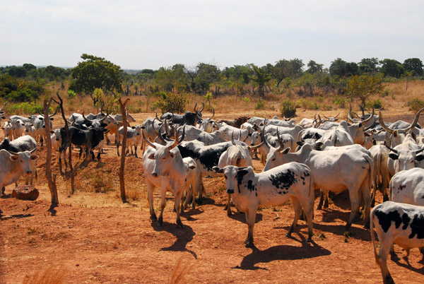 Cattle, between Kita and Bamako, Mali
