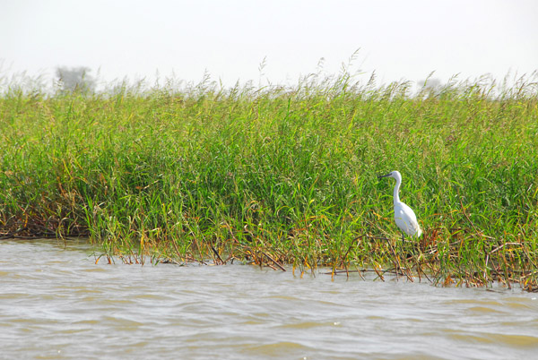 Egret in the grass along the Niger