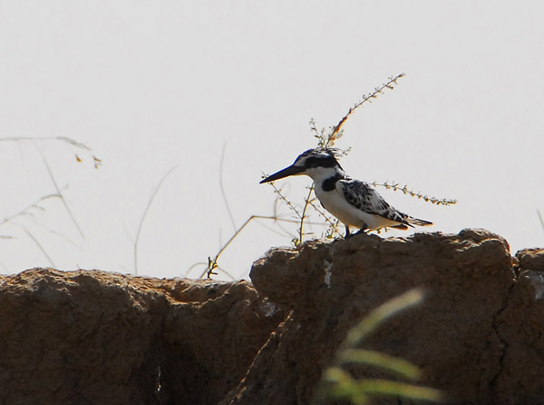 Pied Kingfisher, Mali