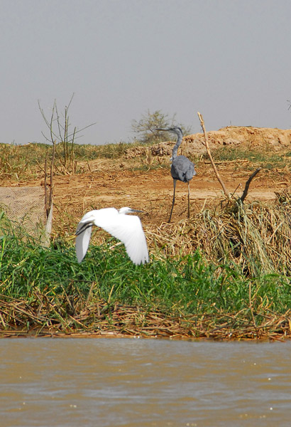 Blue heron and flying egret, Niger River, Mali