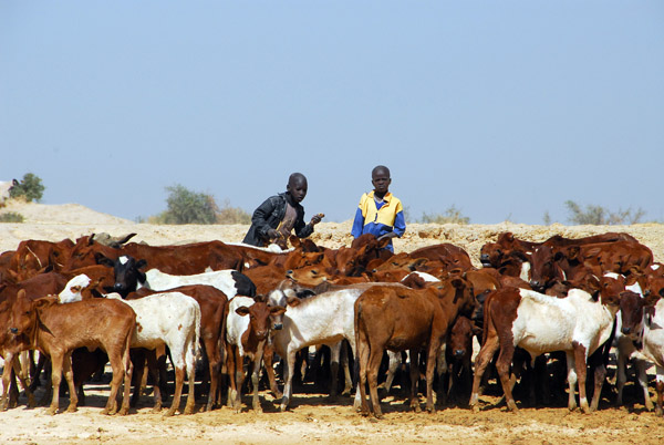Fulani cattlemen, Mali