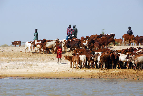Fulani gathering their herd of cattle along the Niger River