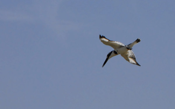 Kingfisher hovering, Mali
