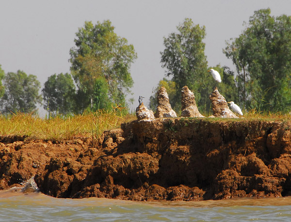 Niger River - kingfisher and egrets