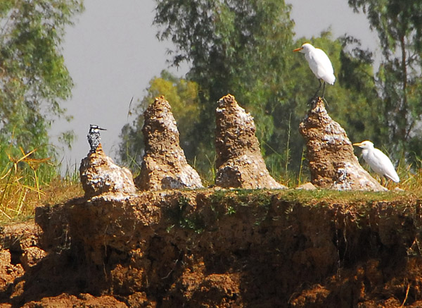 Kingfisher and egrets perched on strange mounds along the riverbank, Mali