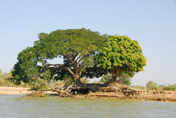 Another big green tree along the Niger