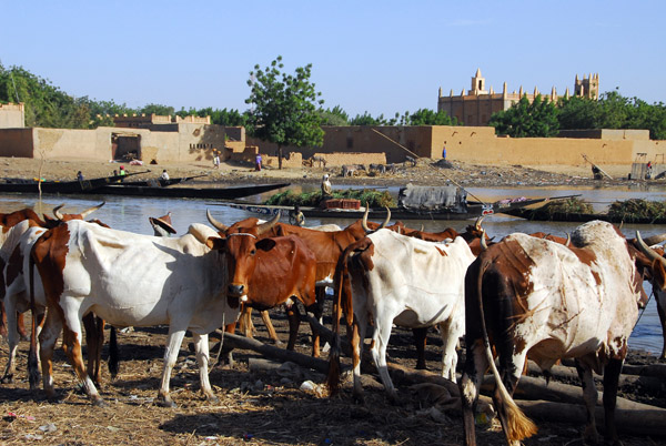 Cattle, Konna, Mali
