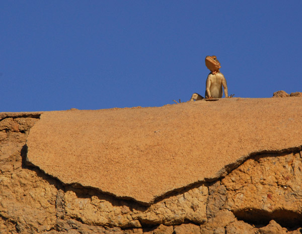 Lizard on a mudbrick wall, Konna, Mali