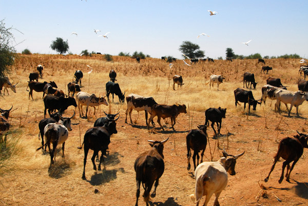 Herd of cattle, Western Niger